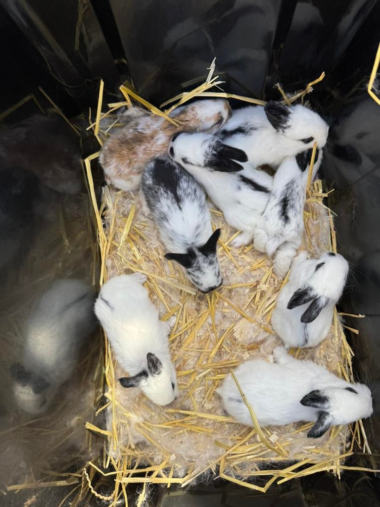 Prachtige lotharinger konijnen te koop!, Dieren en Toebehoren, Konijnen, Geslacht onbekend, Middelgroot, 0 tot 2 jaar