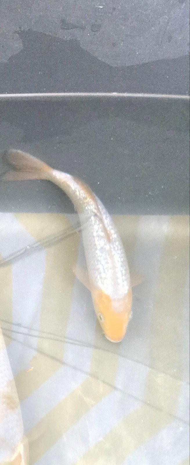 ginrin ochiba, Karper of Koi