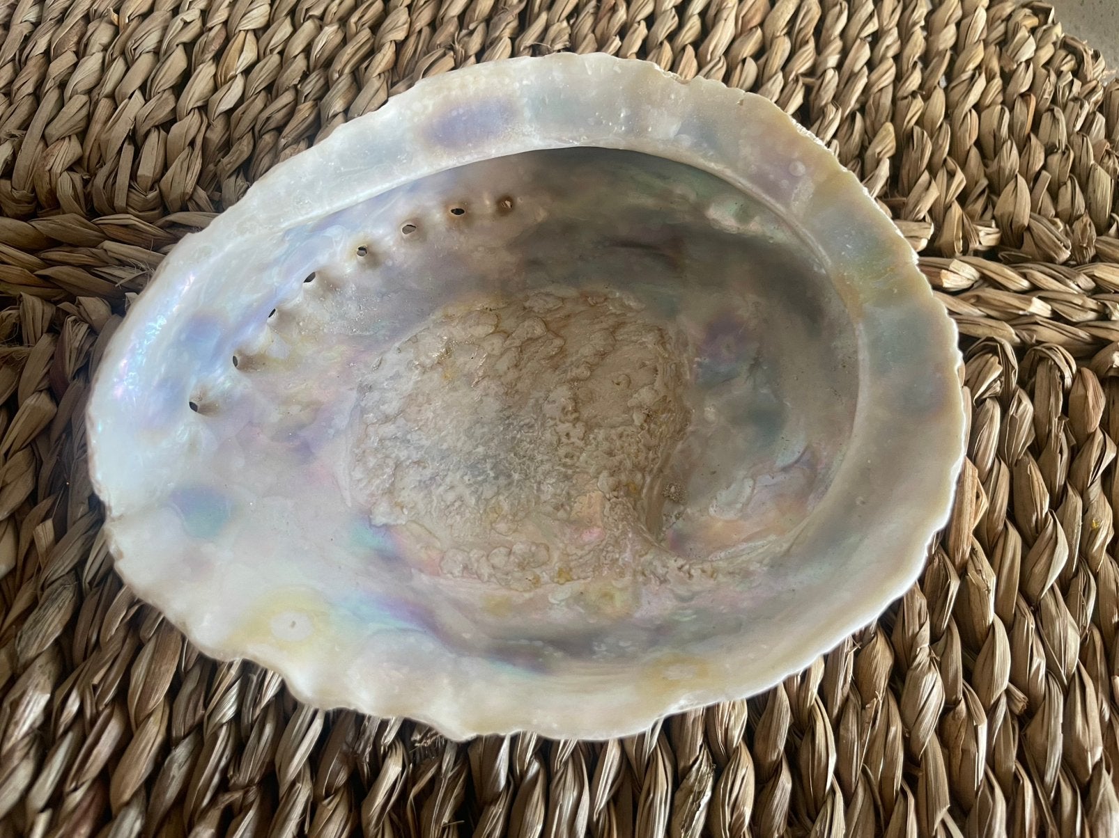 Abalone schelp, Verzamelen, Mineralen en Fossielen, Ophalen of Verzenden, Schelp(en)