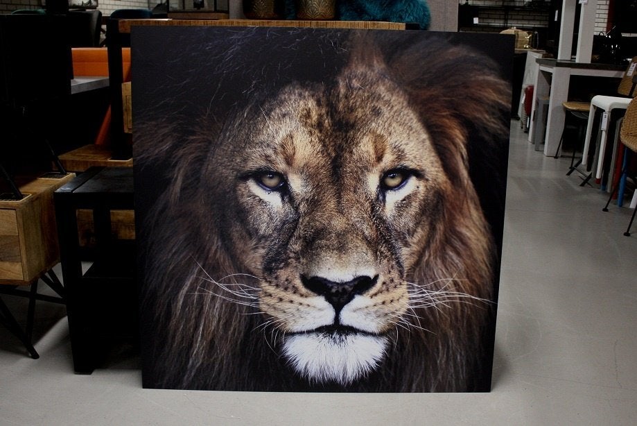 Stoer aluminium schilderij LION AluArt leeuw 100x100 cm, Ophalen, Zo goed als nieuw, Schilderij, 75 tot 100 cm