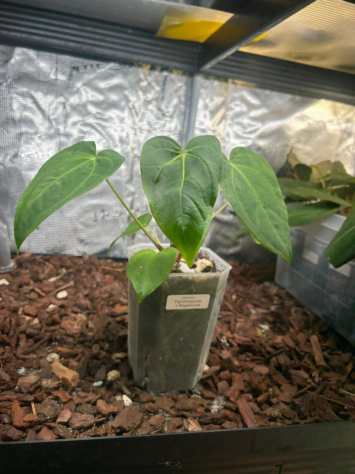 Anthurium Papillilaminum x Magnificum, Ophalen, Halfschaduw, Minder dan 100 cm