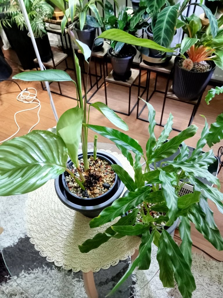 Calatheas (2 potten), Ophalen, Halfschaduw, Minder dan 100 cm