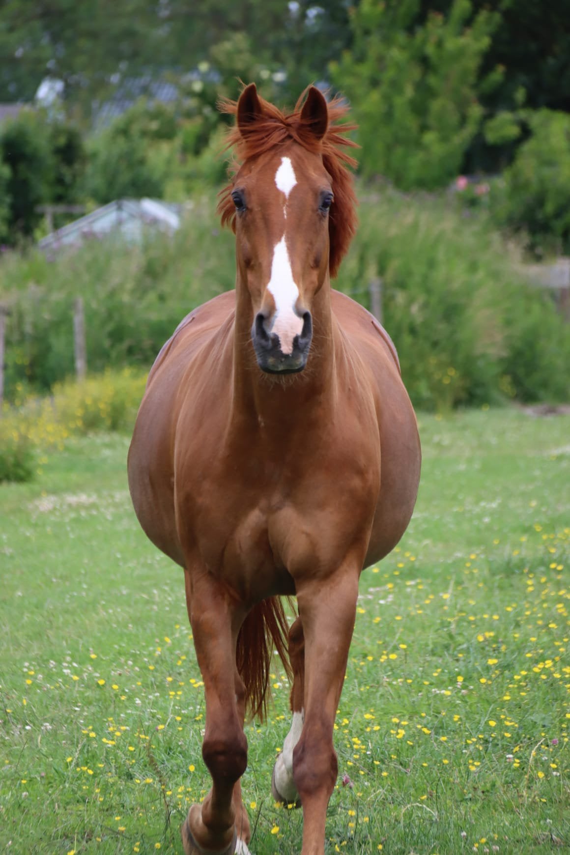 Pensioenplek gezocht, weidemaatje/coachingspaard aangeboden, Dieren en Toebehoren, 1 paard of pony