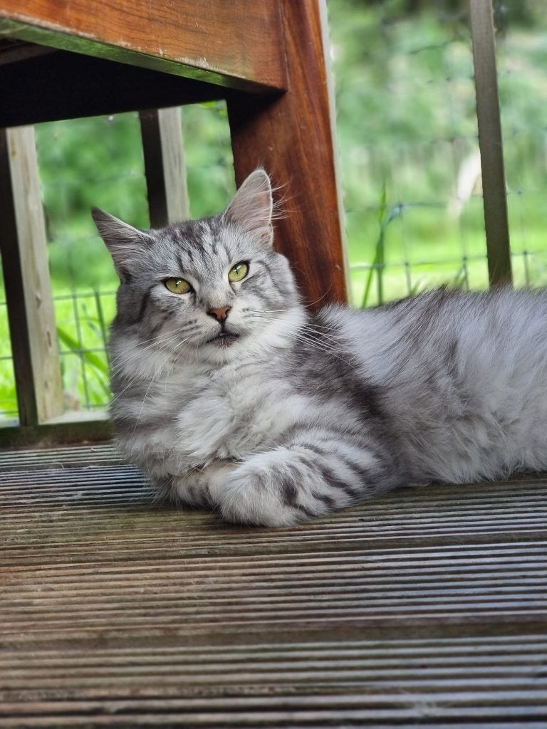 Maine Coon stamboom poezen, Dieren en Toebehoren, Katten en Kittens | Raskatten | Langhaar, Poes, Met stamboom, 3 tot 5 jaar