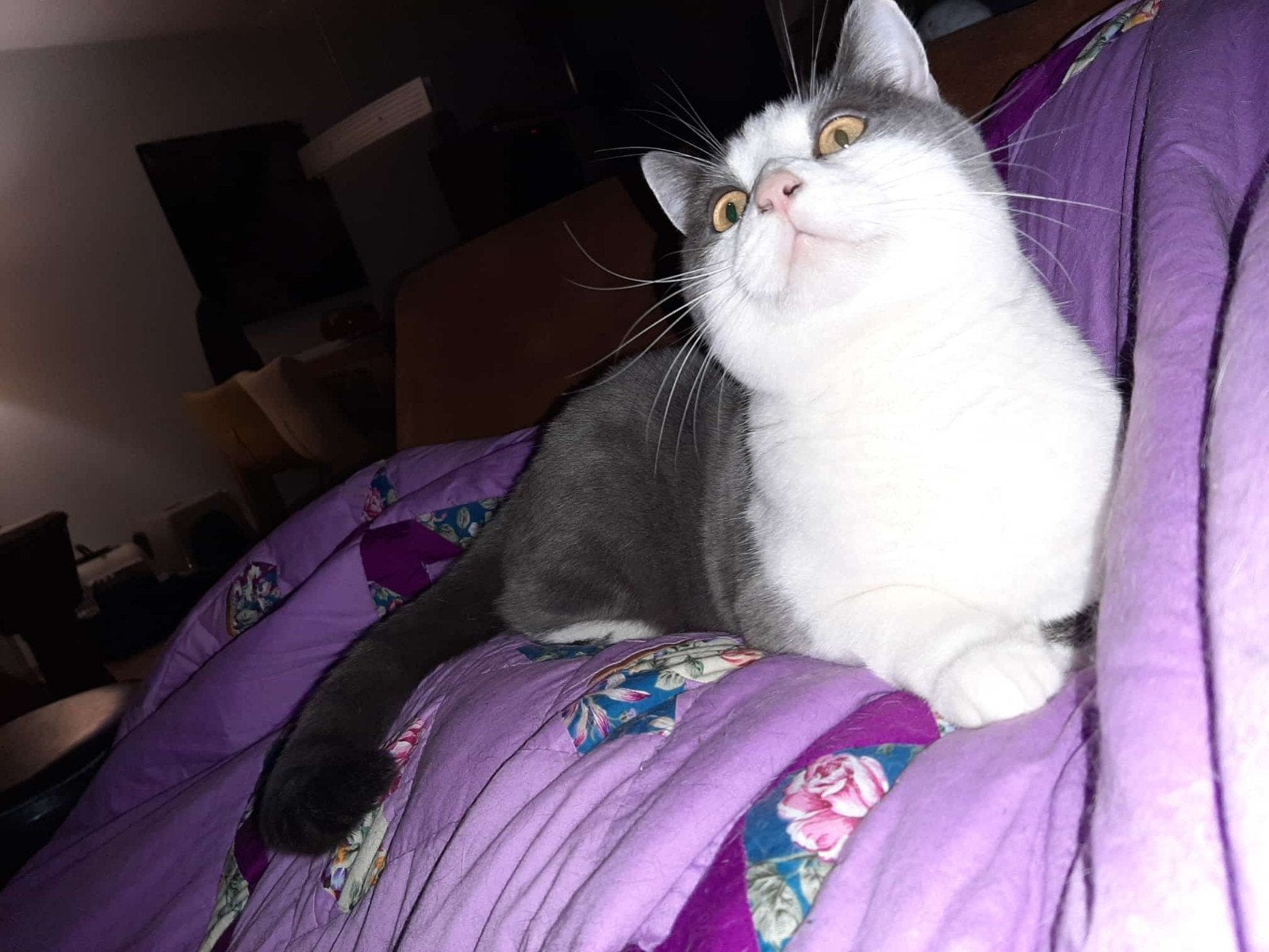 Ben (geholpen kater, gechipt) is vermist, Dieren en Toebehoren, Kat