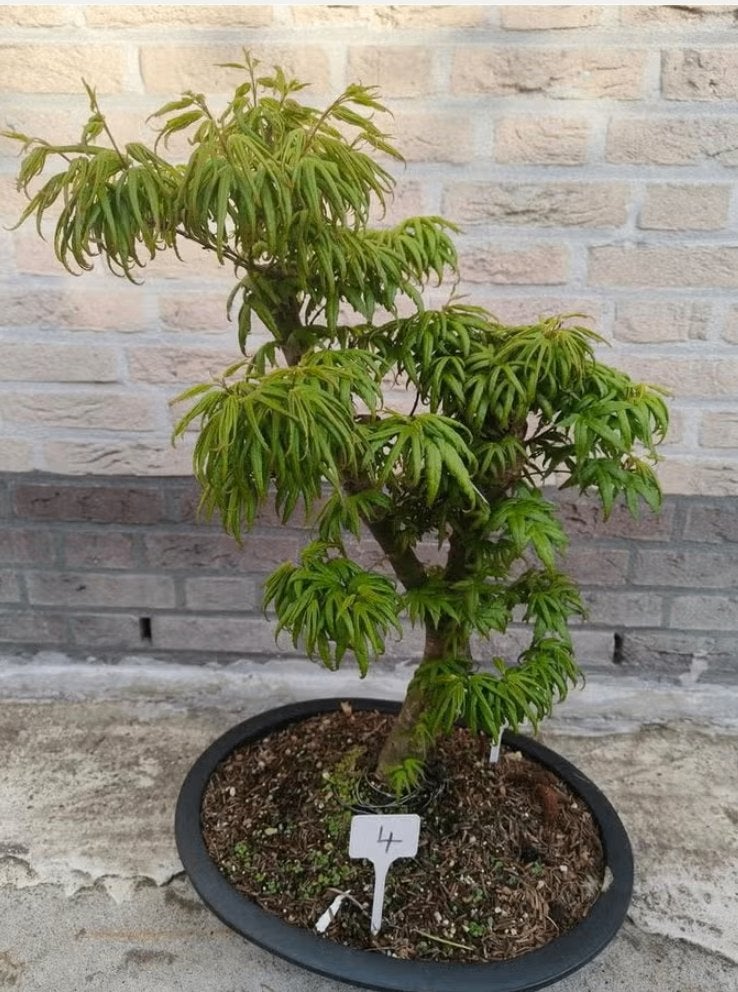 5 stuks bonsai Acer palmatum Seiun kaku, Tuin en Terras, Planten | Bomen, Bloeit niet, Halfschaduw, Overige soorten, Minder dan 100 cm