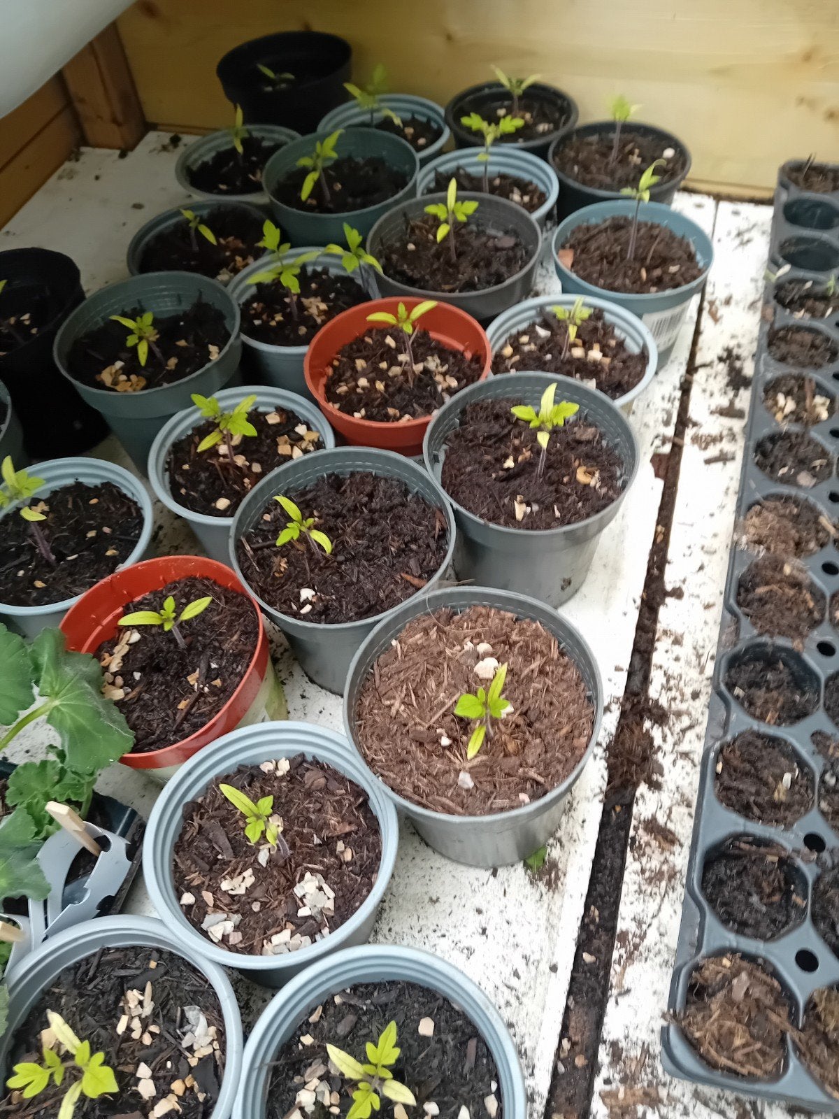 Roma tomaten, Ophalen of Verzenden, Eenjarig, Groenteplanten, Volle zon