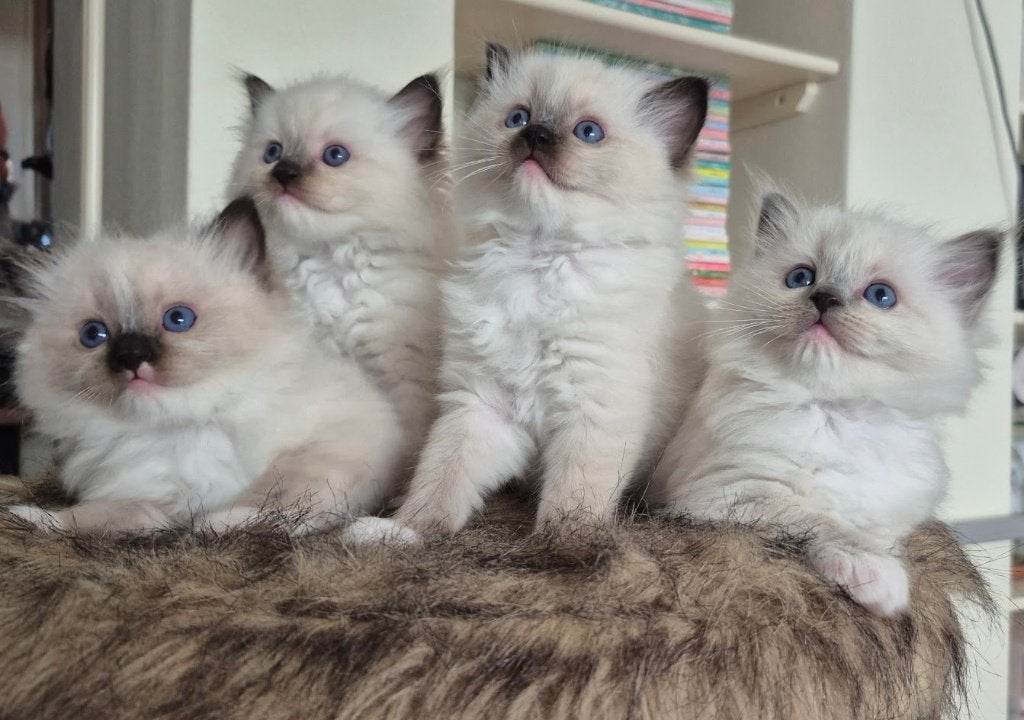 Ragdoll kittens met stamboom, Dieren en Toebehoren, Katten en Kittens | Raskatten | Langhaar, Meerdere dieren, 0 tot 2 jaar, Met stamboom