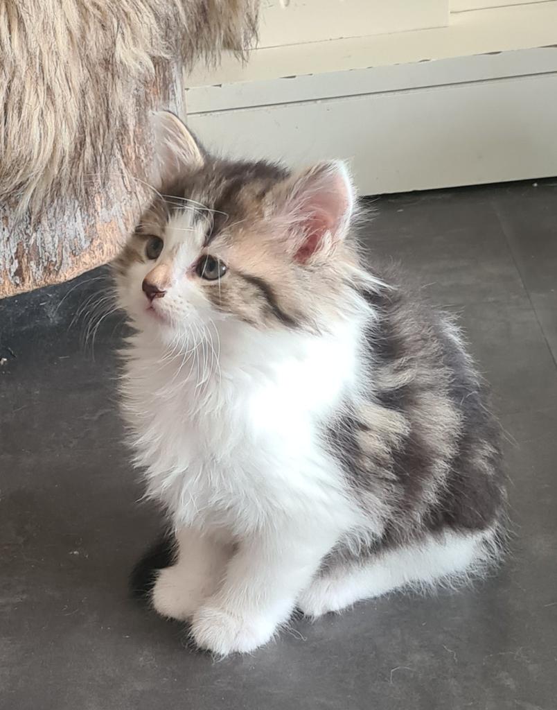 Ragdoll kruising langharig, Dieren en Toebehoren, Meerdere dieren