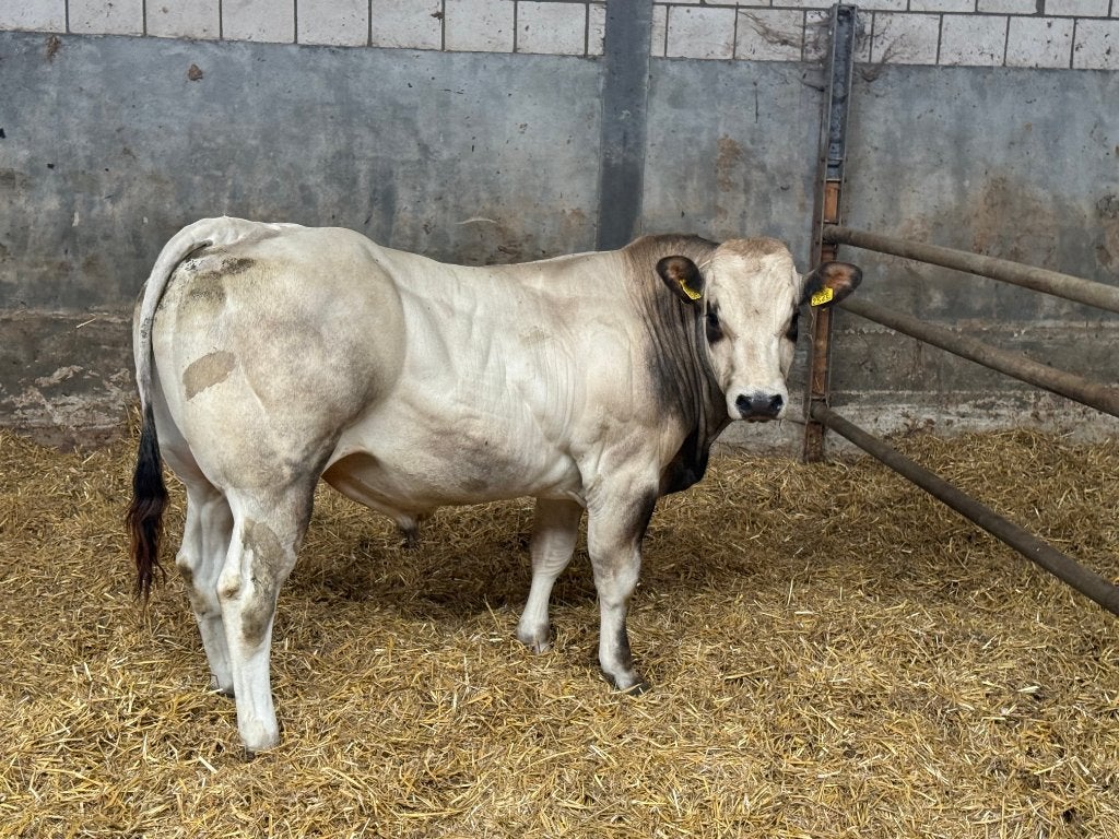 Pimontese dekstier, Dieren en Toebehoren, Mannelijk, 0 tot 2 jaar