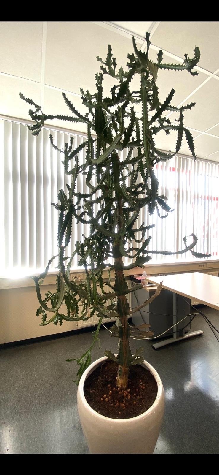 Grote Euphorbia Cactus - +/- 150 cm, Ophalen, Vetplant, 100 tot 150 cm, In pot