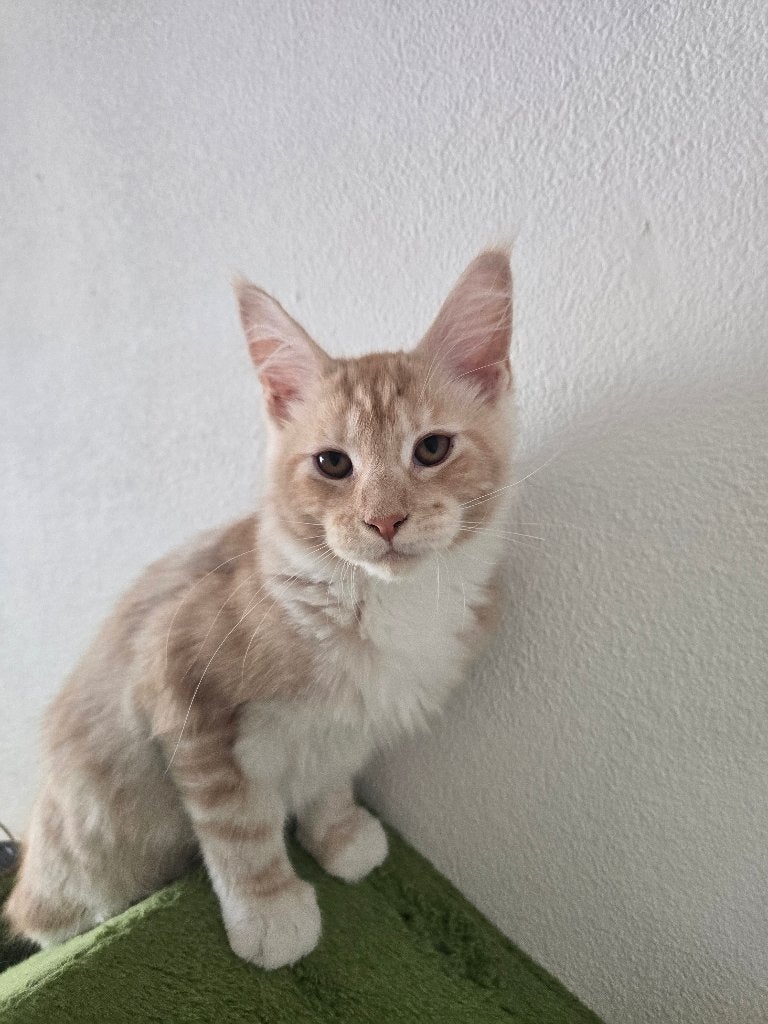 Chelsea – Unieke Maine Coon Dame zoekt Forever Home, Dieren en Toebehoren, Poes, Gechipt, 0 tot 2 jaar