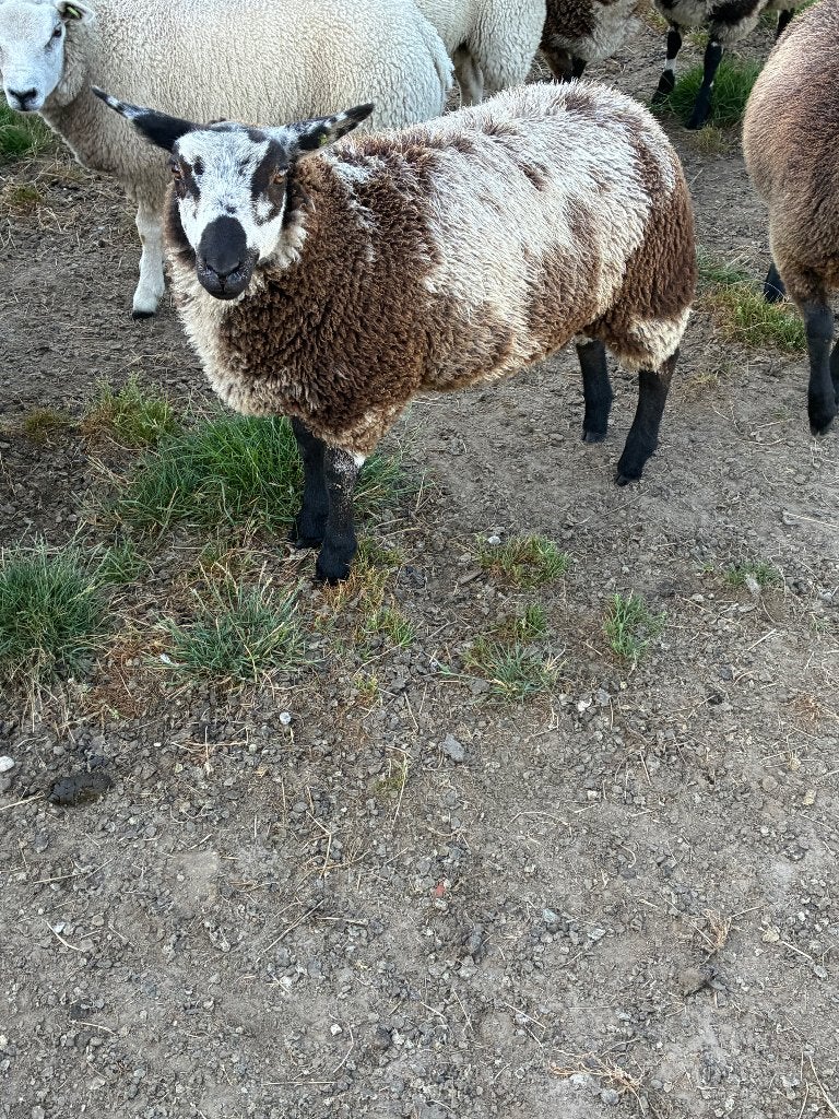 Te koop 2 bonte fokooilammeren, Dieren en Toebehoren, Vrouwelijk, Schaap, 0 tot 2 jaar