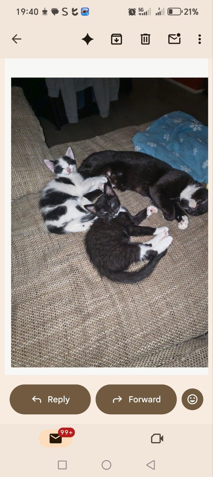 nog een poesje mannetje over Wit me zwart, Dieren en Toebehoren, Poes
