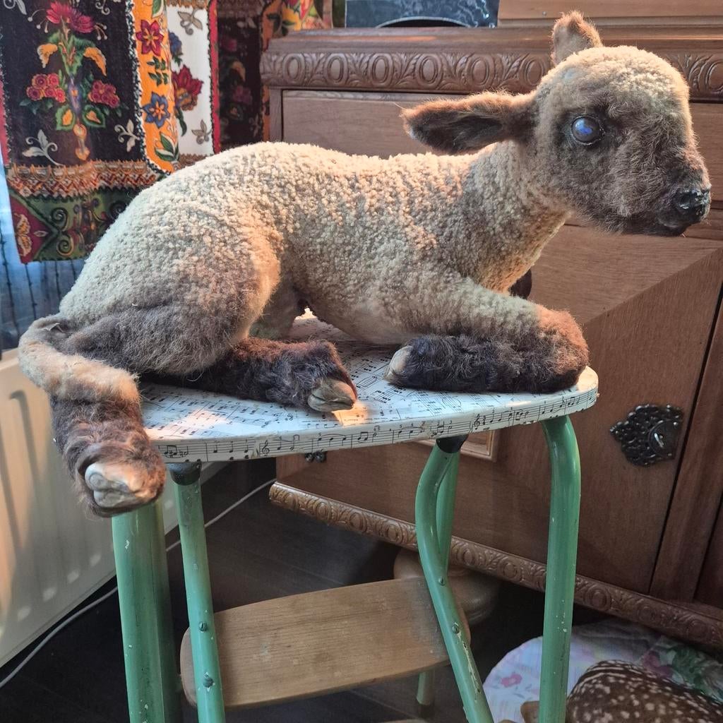 Antiek opgezet lammetje, Antiek en Kunst, Curiosa en Brocante, Ophalen of Verzenden