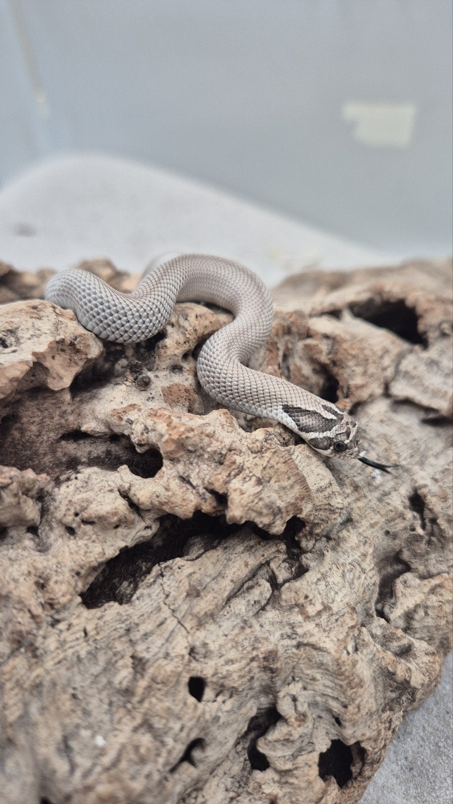 Haakneusslang uit 2026 het snow Hognose Snake photo 4