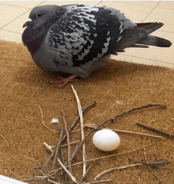 Adoptie Duivennest voor ei gezocht! ️, Dieren en Toebehoren, Vogels | Duiven, Overige soorten, Geslacht onbekend