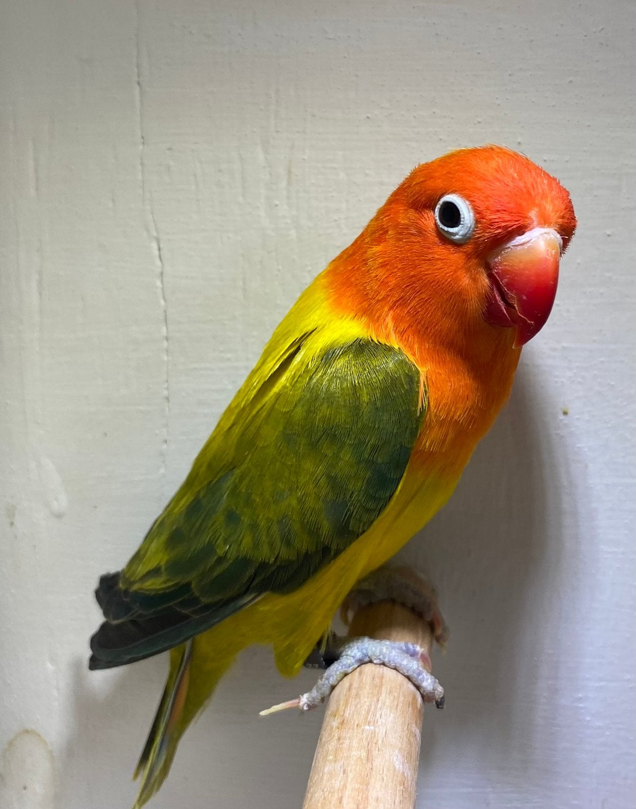 Bewezen koppel agapornis Fischeri te koop, Dieren en Toebehoren, Vogels | Parkieten en Papegaaien, Meerdere dieren, Dwergpapegaai of Agapornis