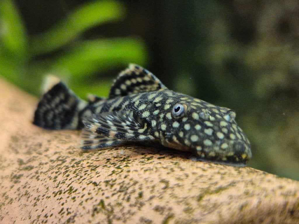 Jonge borstelneus algeneters (Ancistrus) wildkleur, Dieren en Toebehoren, Vis, Zoetwatervis