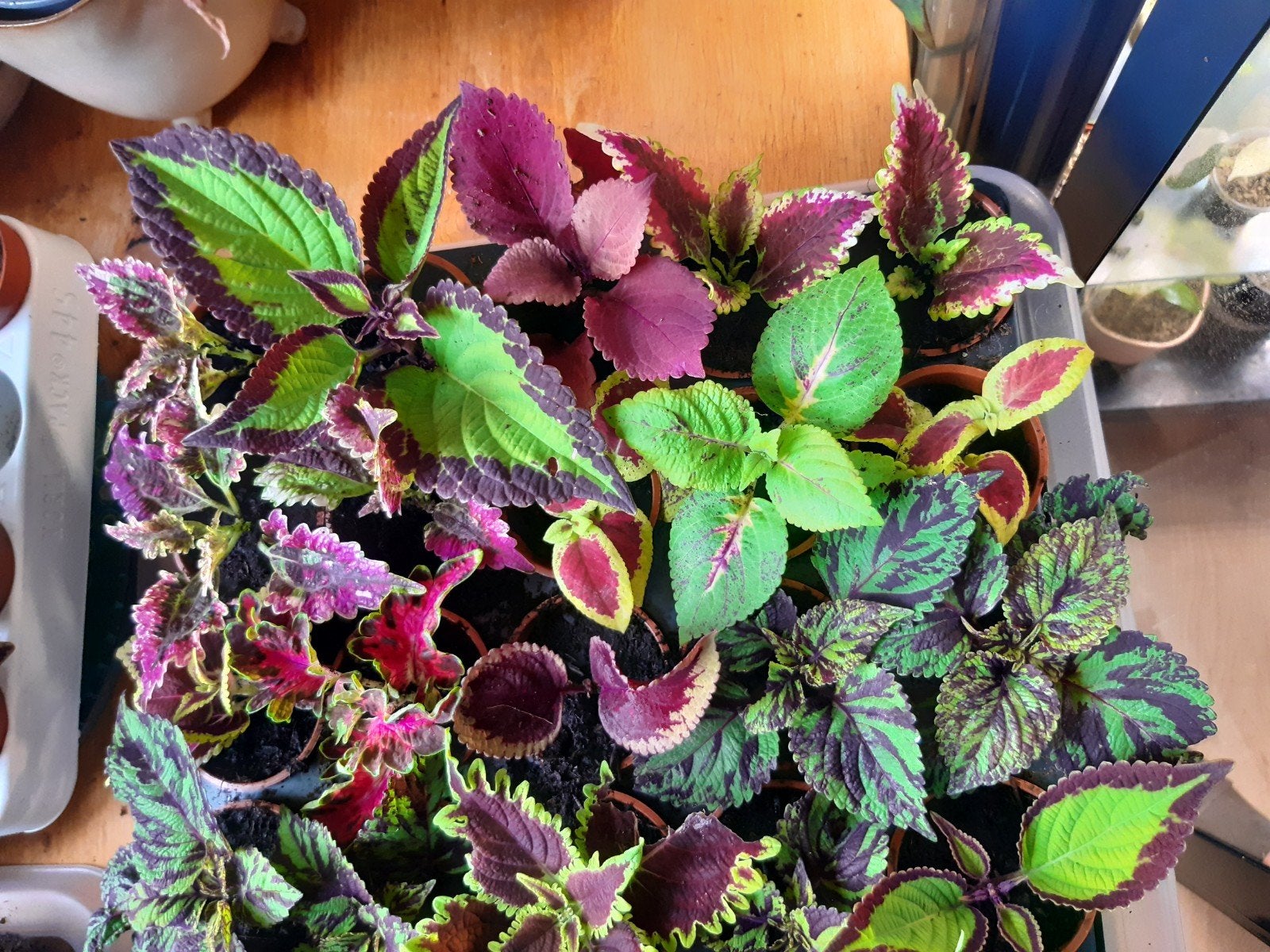 coleus siernetel diverse gewortelde stekjes, Ophalen of Verzenden, Halfschaduw, Minder dan 100 cm
