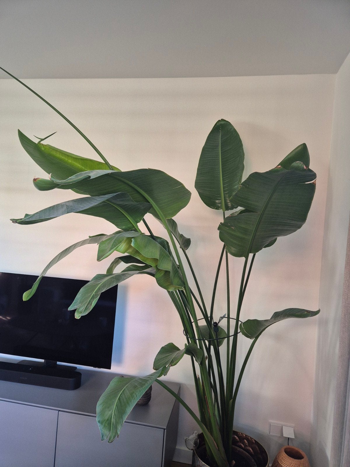 Grote kamerplant, Ophalen, 200 cm of meer, Overige soorten, Halfschaduw