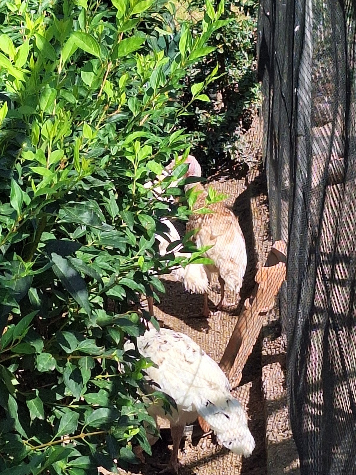 prachtige bourbon kalkoenen tam, Dieren en Toebehoren, Pluimvee, Meerdere dieren, Kalkoen