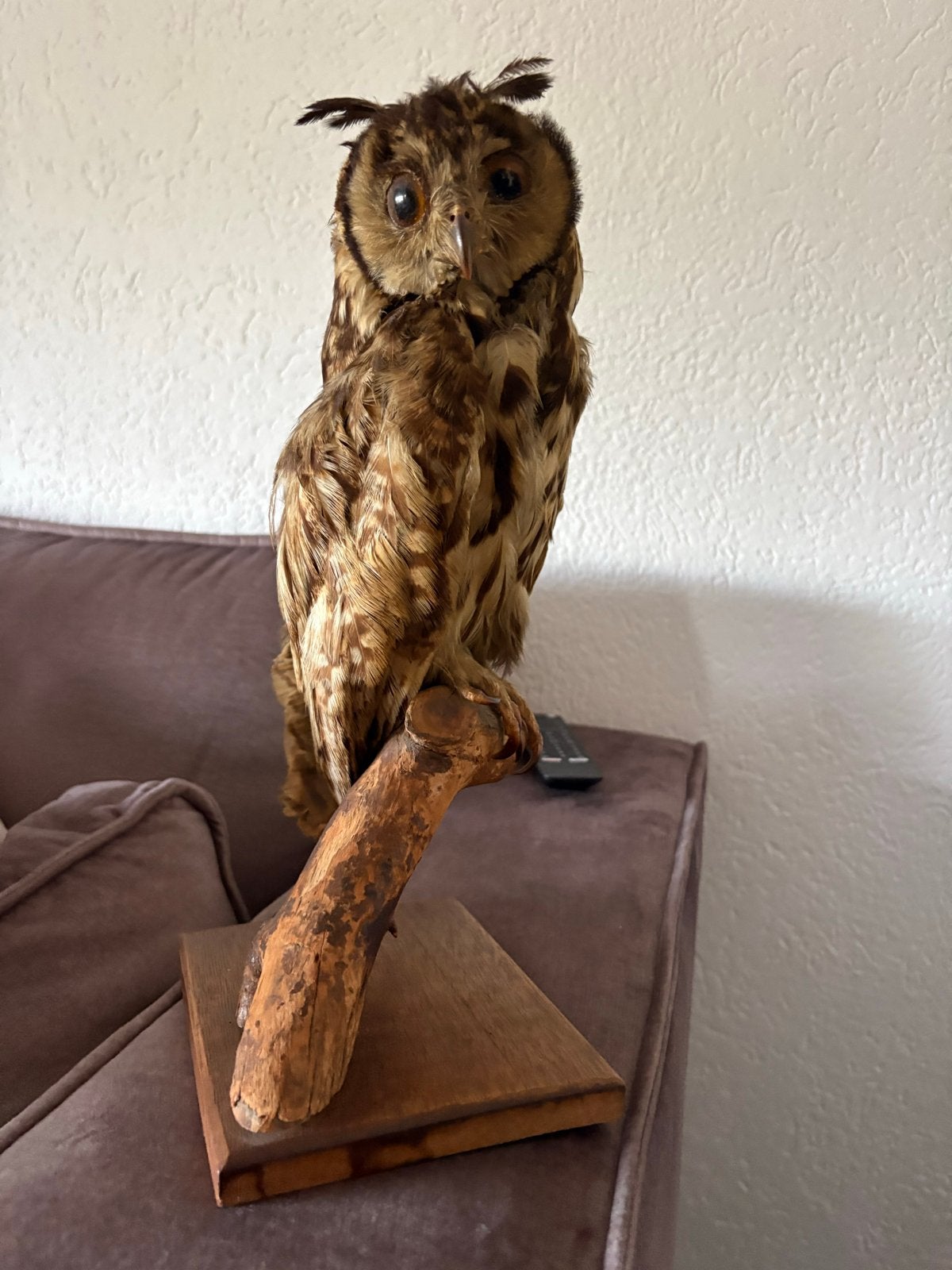 Opgezette ransuil op houten standaard, Ophalen of Verzenden, Gebruikt, Vogel, Opgezet dier
