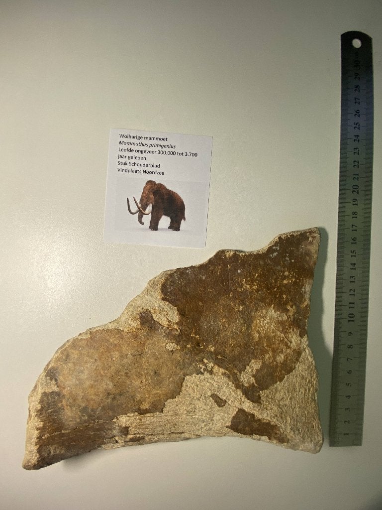 stuk schouderblad van een wolharige mammoet, Verzenden