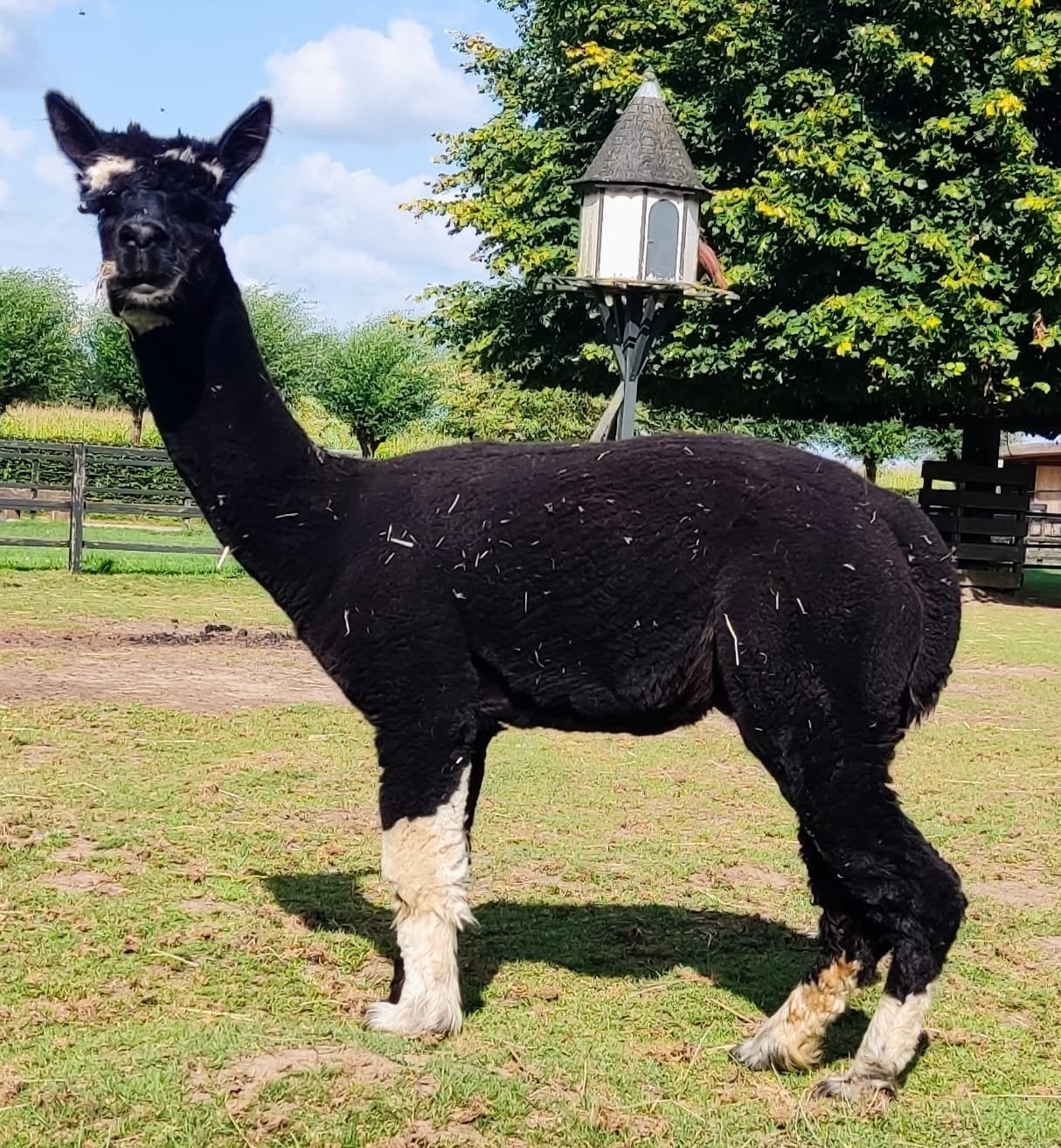Mini Alpaca hengst zwart/wit bont, Dieren en Toebehoren, Overige Dieren, Juli, Mannelijk