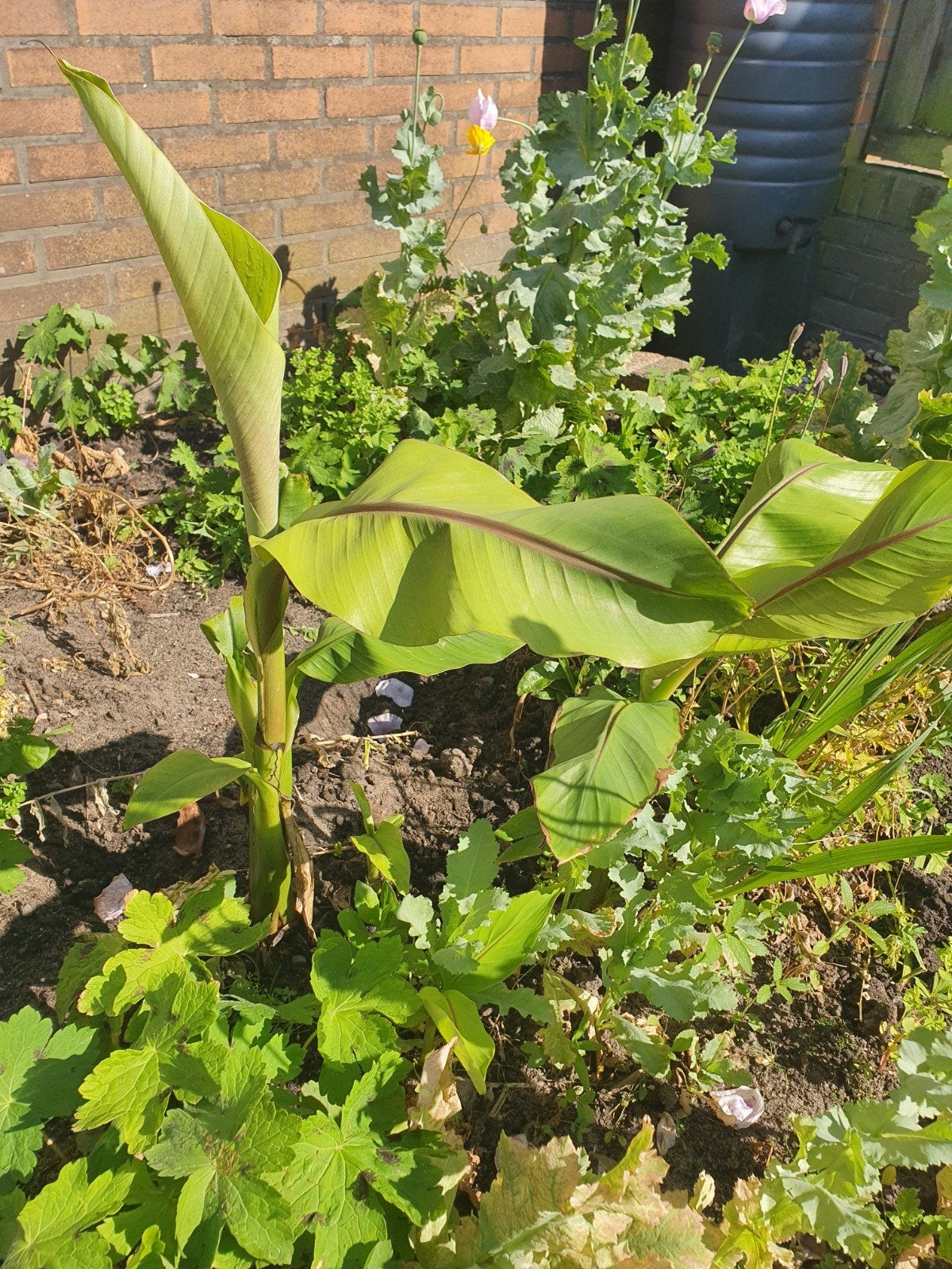 Musa basjoo bananenplant, Tuin en Terras, Ophalen, Overige soorten, Volle zon