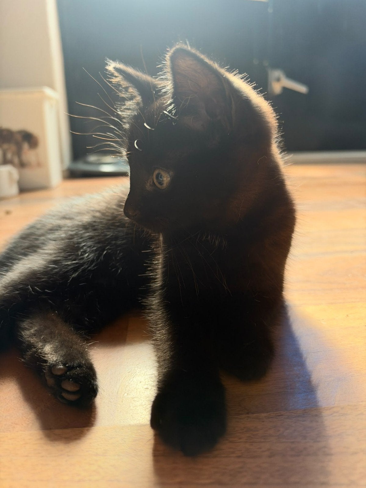 2 katertjes zwart en zwart wit, Dieren en Toebehoren, Kater