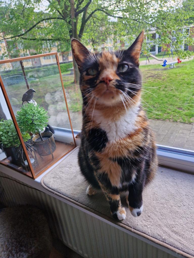 GEZOCHT , gouden mandje voor onze 3 lieve katten!, Meerdere dieren, Kortharig, 3 tot 5 jaar