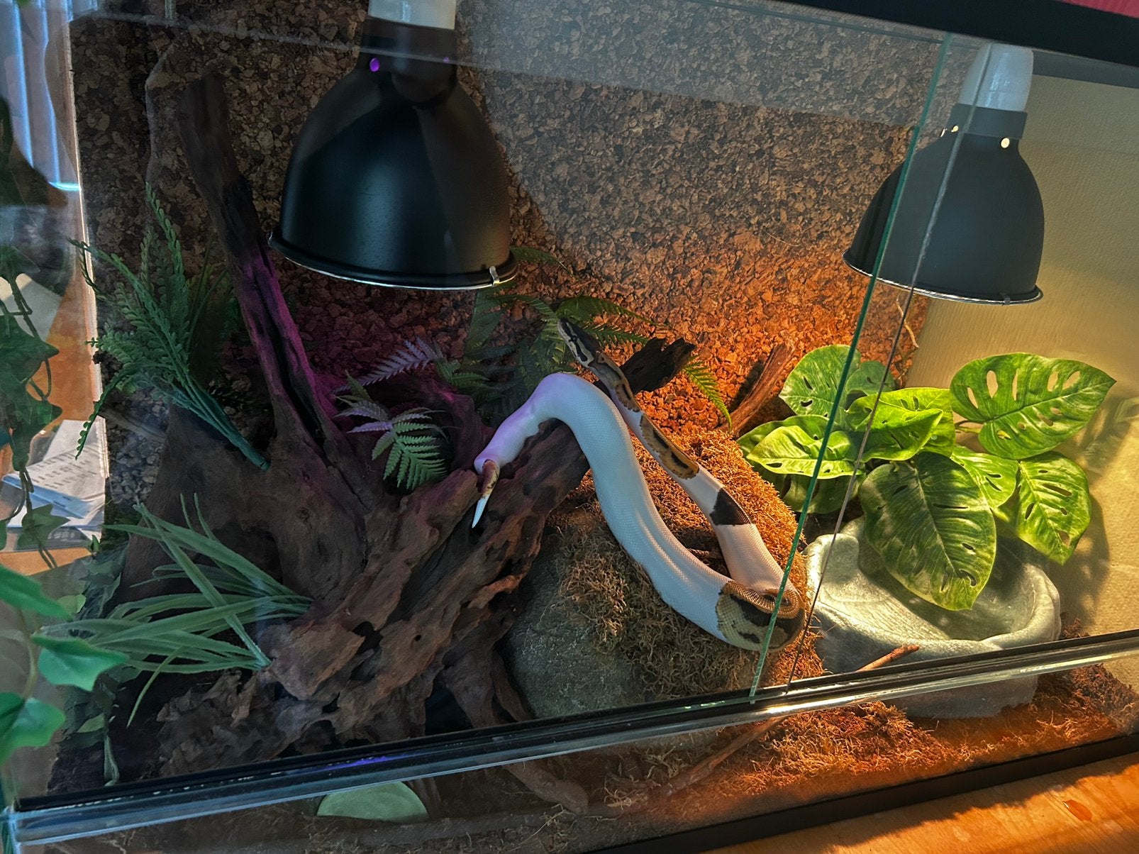 Koningspython + terrarium Ball Python photo 6
