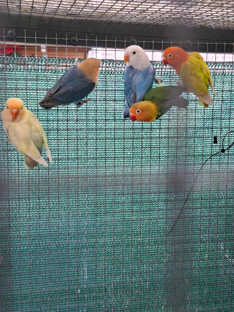 Pale fallow en splitten, Meerdere dieren, Dwergpapegaai of Agapornis