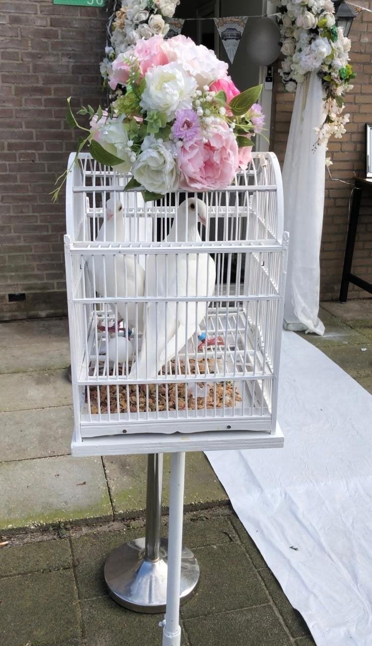 Witte Bruidsduiven te huur!, Ophalen of Verzenden, Geboorte of Huwelijk