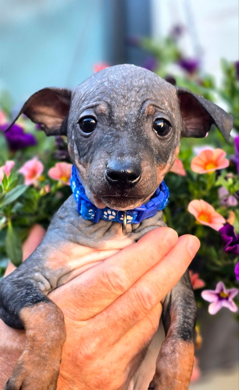 American hairless terrier/naakthond, Dieren en Toebehoren, Eén hond, Nederland, Fokker | Hobbymatig, Reu