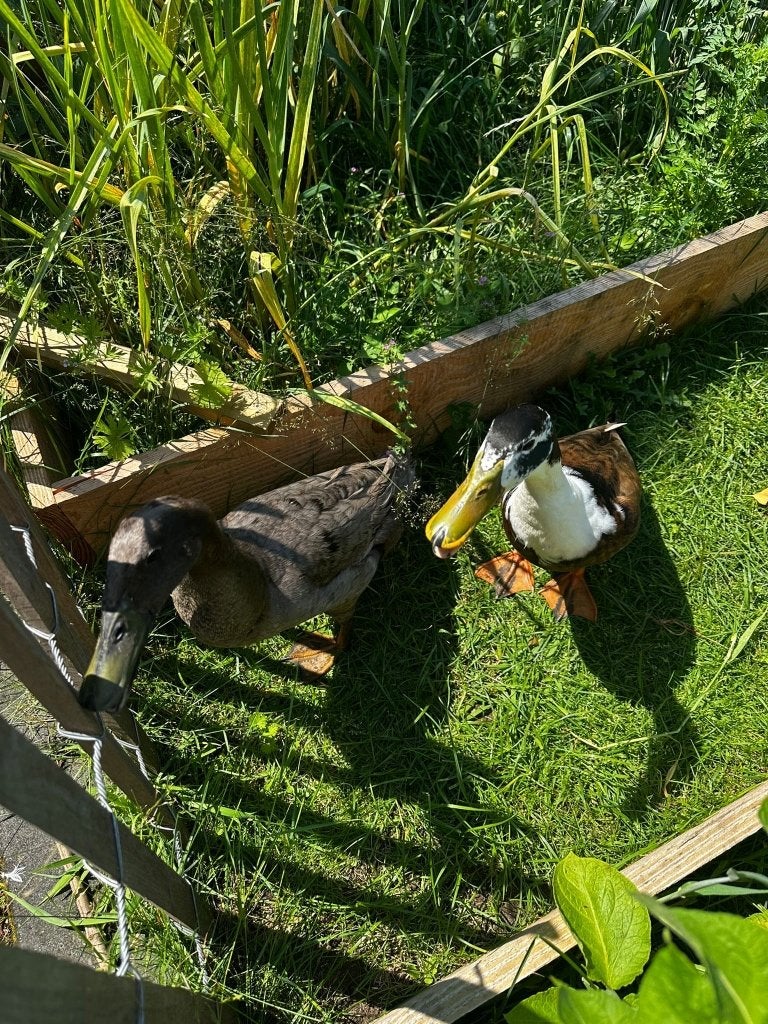 Twee Indische loopeenden (M), Dieren en Toebehoren, Mannelijk
