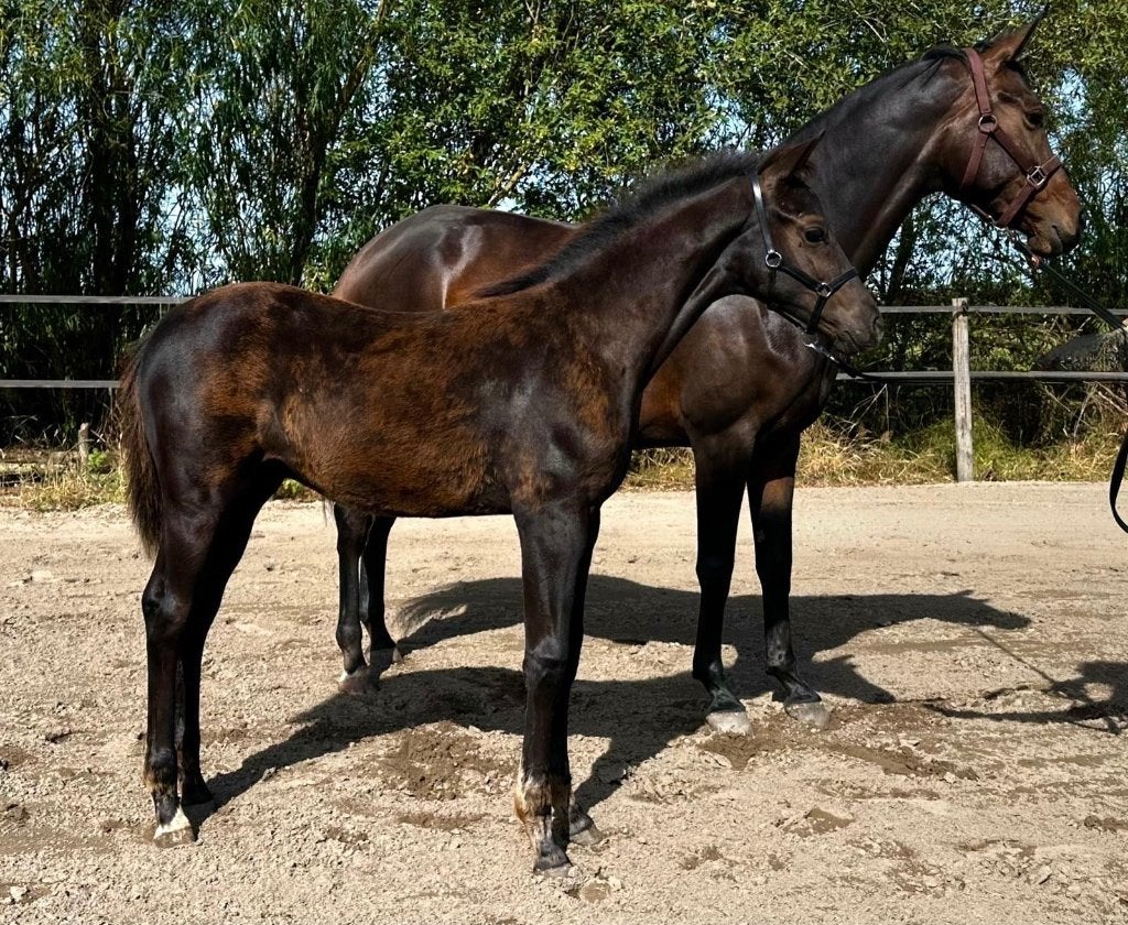 Chique hengstveulen van One Million x Mac Madison, Dieren en Toebehoren, Met stamboom, Niet van toepassing, Dressuurpaard, 0 tot 2 jaar