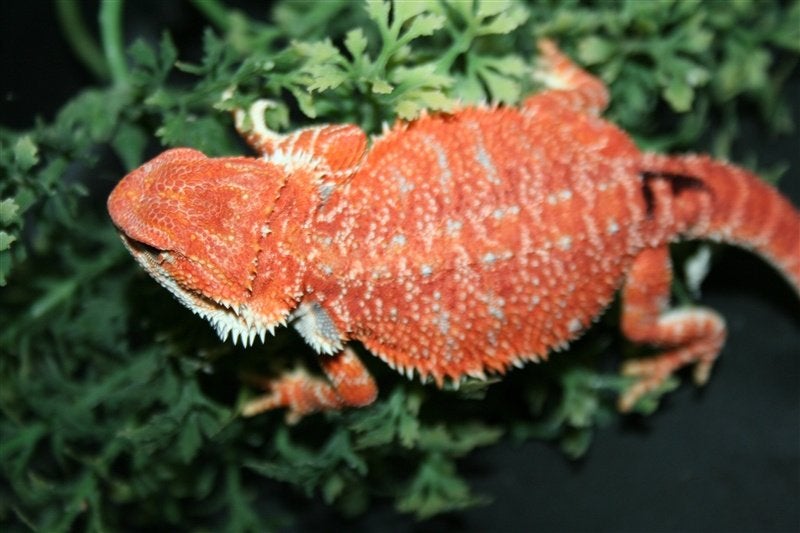 Baardagamen Bearded Dragons Red Bleu-tiger Hypo Trans Bearded Dragon photo 13