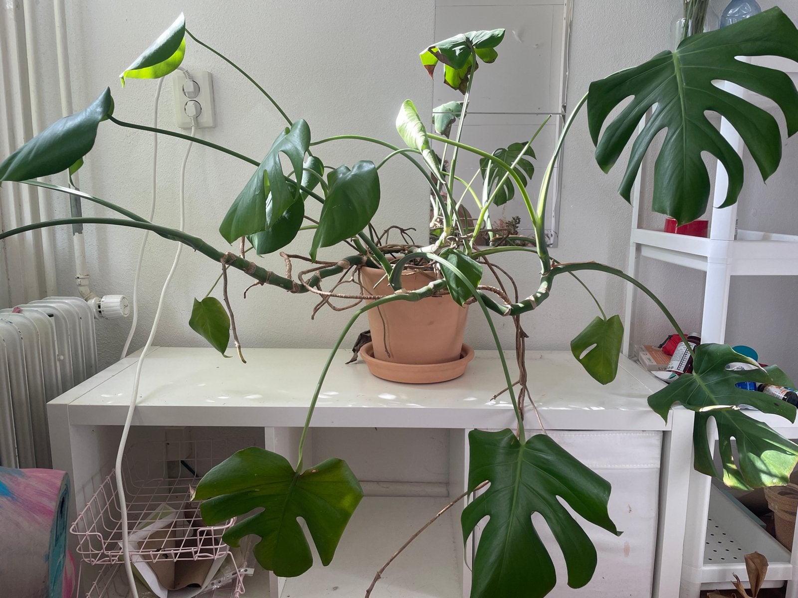 Grote Monstera Deliciosa - Kamerplant, Vaste plant, Bloeit niet, Halfschaduw, Ophalen