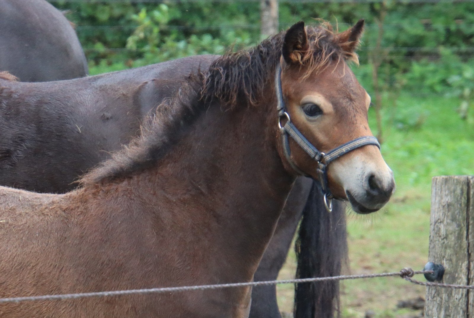 Meerdere jonge pony's uit eigen fokkerij, Dieren en Toebehoren, Met stamboom, 0 tot 2 jaar, B pony (1.17m tot 1.27m), Onbeleerd