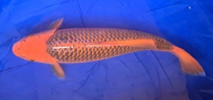 17 koi karpers, Dieren en Toebehoren, Karper of Koi