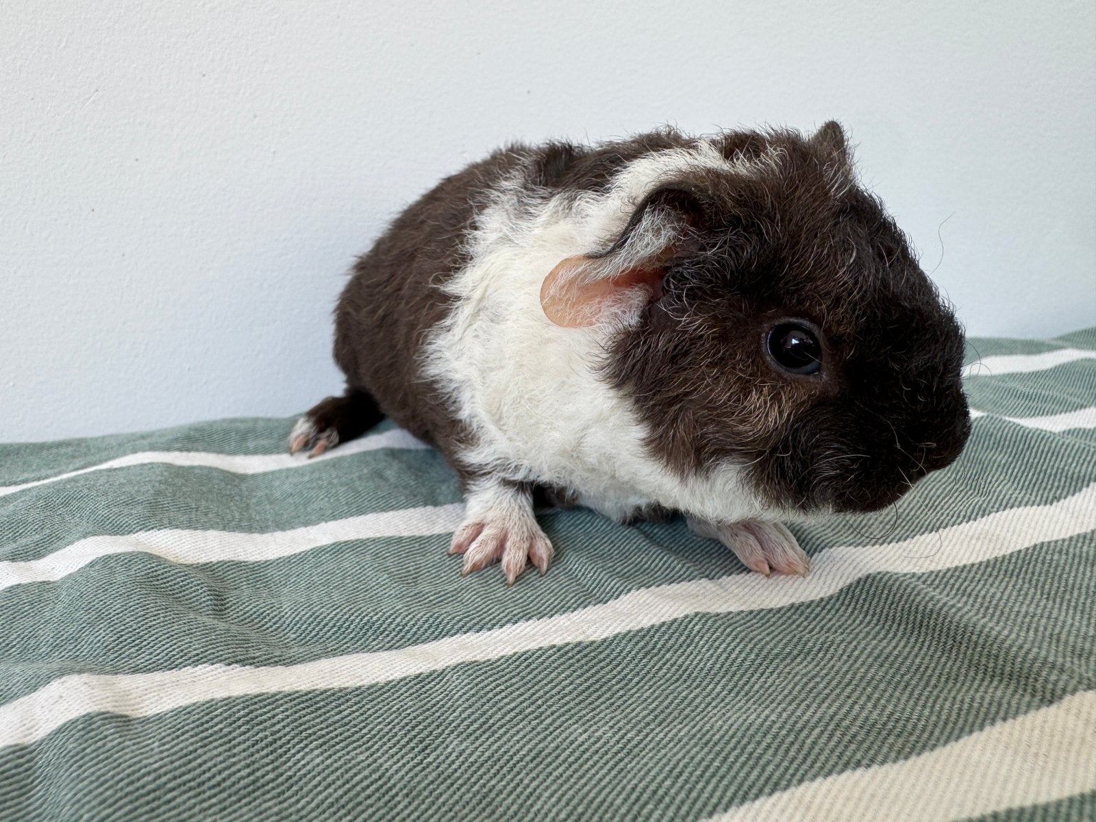 Lief beertje Jurre, Dieren en Toebehoren, Knaagdieren, Augustus, Mannelijk, Cavia