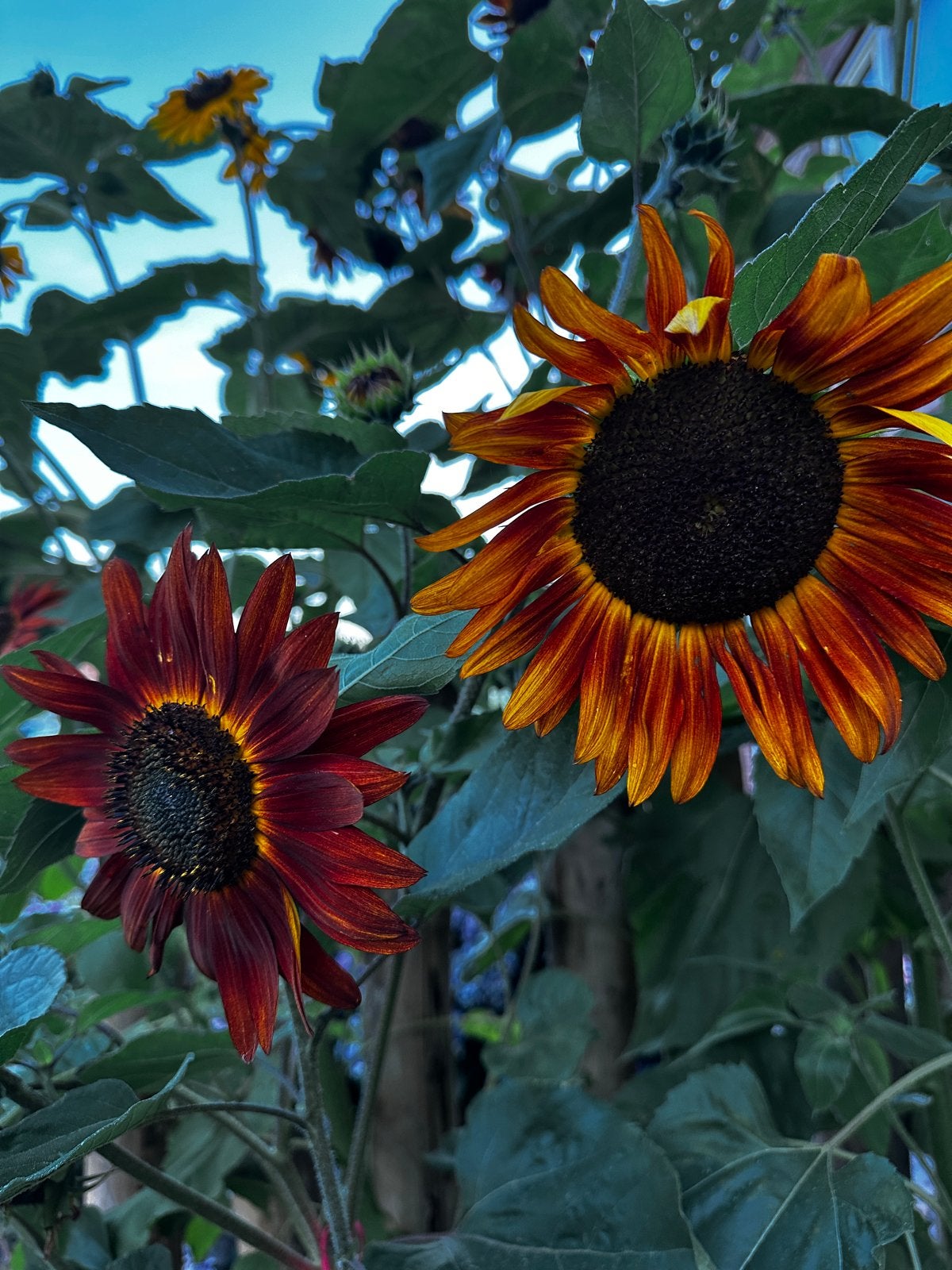 Biologische bloemzaadjes zonnebloem ‘evening sun’, Ophalen of Verzenden, Voorjaar, Volle zon, Zaad