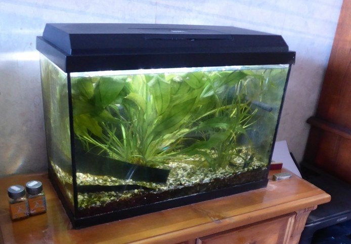 Juwel aquarium 60x40x40 ,compleet met planten en vissen, Ophalen, Gebruikt, Overige typen, Juwel