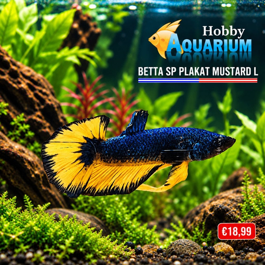 Hobbyaquarium  Betta SP PLakat Mustard l Zat 17 okt 10/17uur, Vis, Zoetwatervis