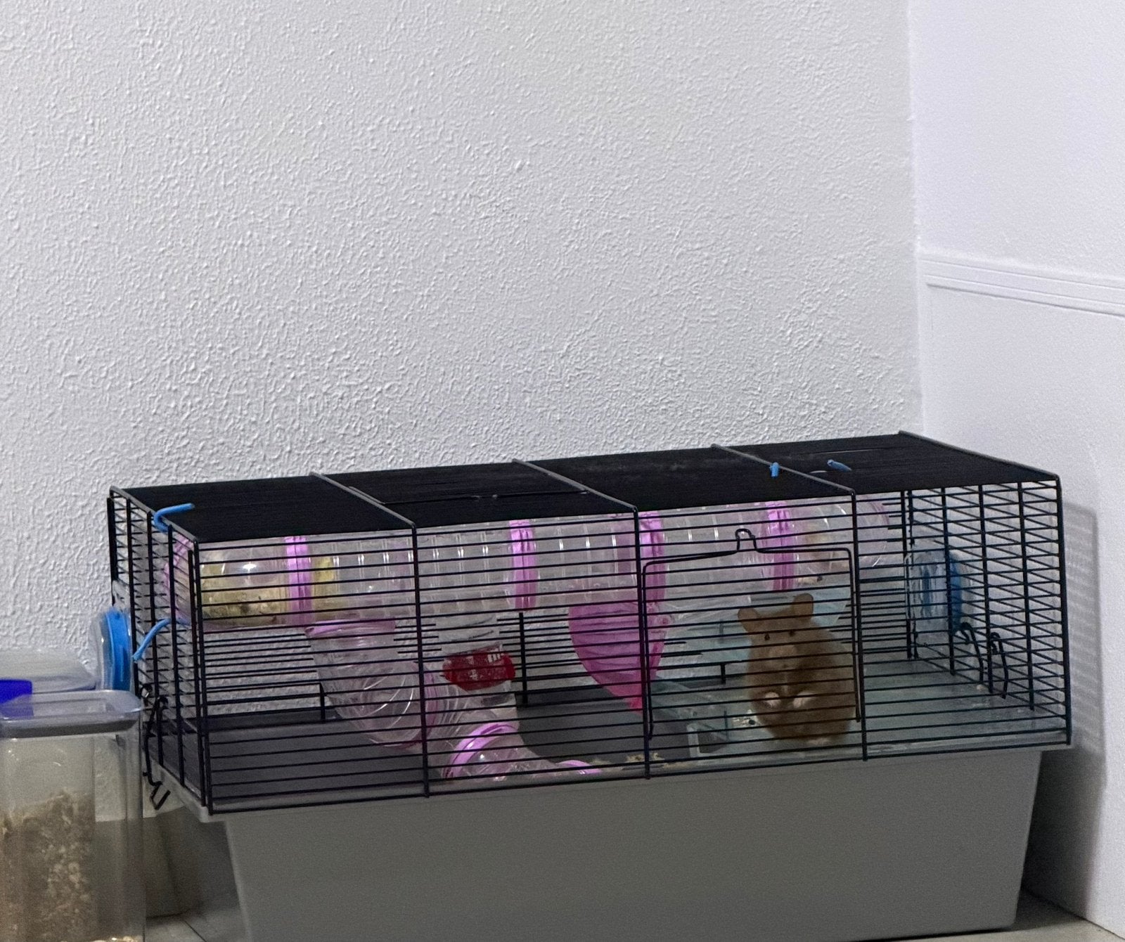 Hamster te koop, Kooi, Minder dan 75 cm, Zo goed als nieuw, Hamster