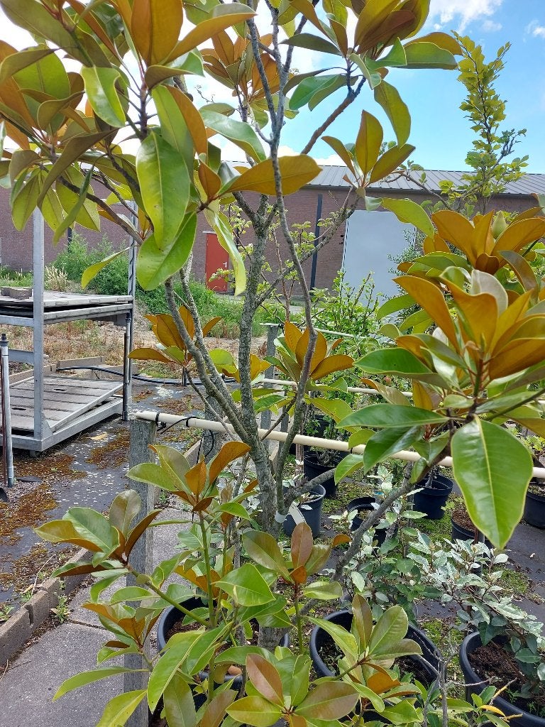 Groenblijvende magnolia, Vaste plant, Halfschaduw, Lente, Ophalen