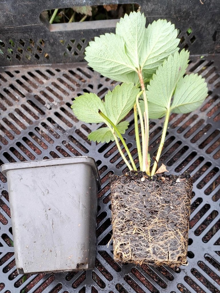 Biologische aardbeiplanten, nu de beste tijd om te planten, Ophalen of Verzenden, Eenjarig, Groenteplanten, Volle zon