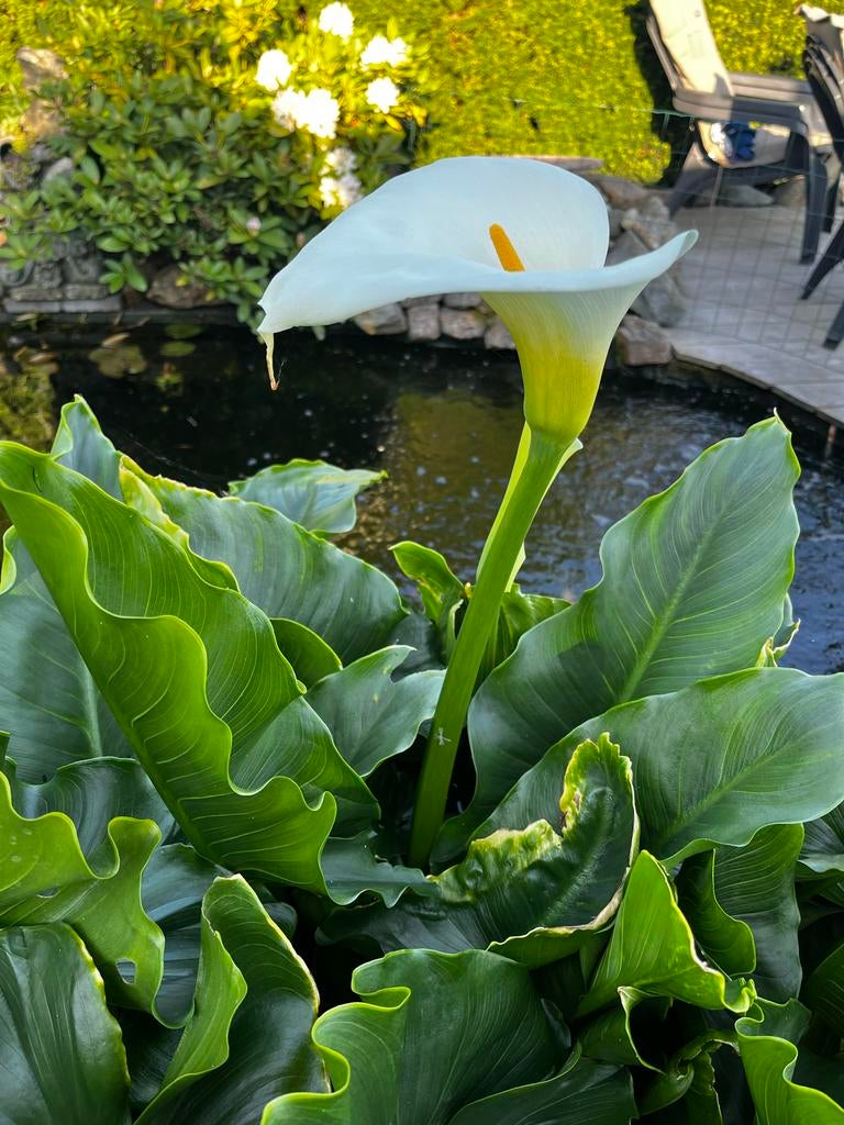 Aaronskelk (Zantedeschia aethiopica) - Grote potten, Ophalen, Volle zon, Vaste plant, Zomer